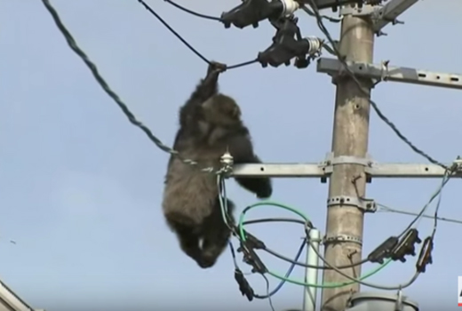 	Chimpanzee
